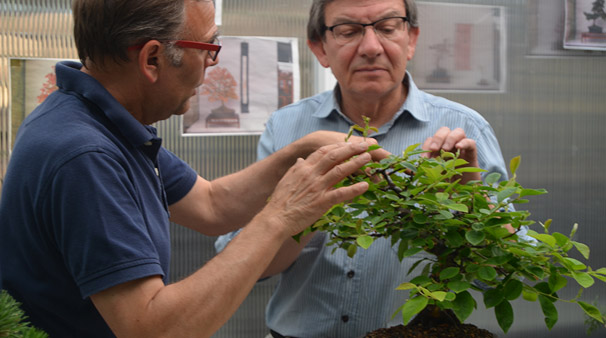 centro formación bonsais